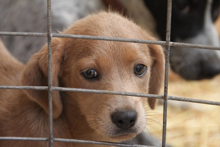 stop puppy mill
