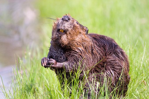 facts about beavers