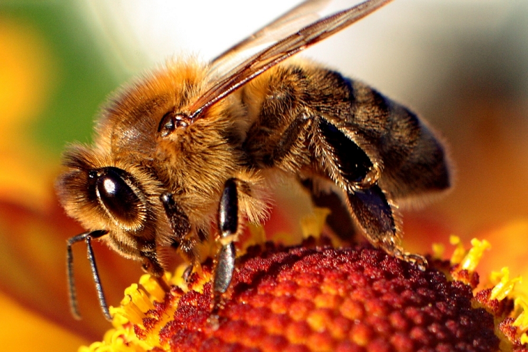 facts about bees

