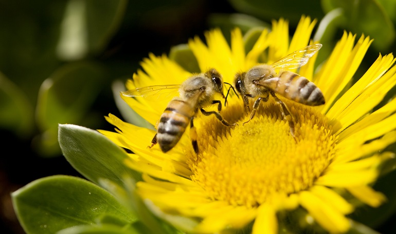 cool facts about honey bee pollination