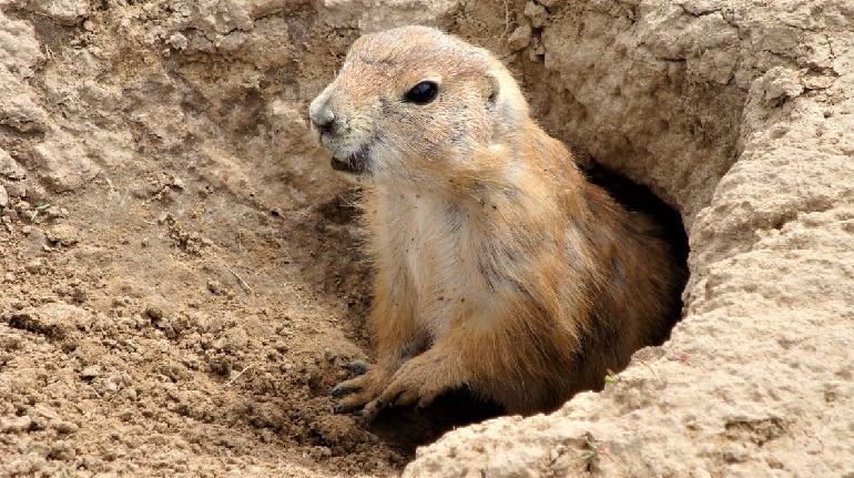 are groundhogs mean to dogs