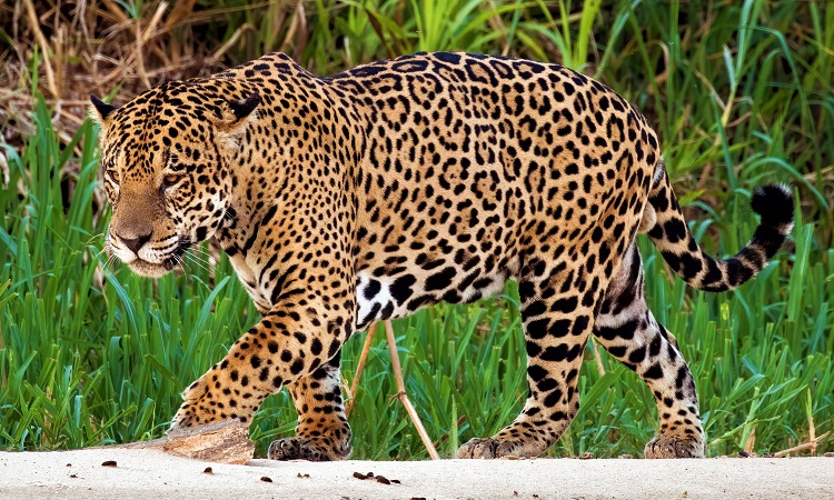 black jaguar animal running