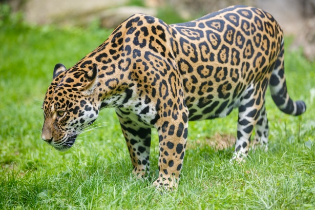 The majestic Blue Jaguar  Melanistic animals, Animals, Animals