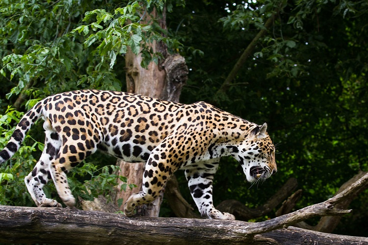 Where Do Jaguars Live