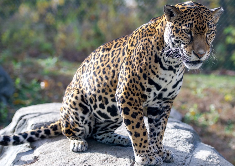 Facts about jaguars  World Animal Protection