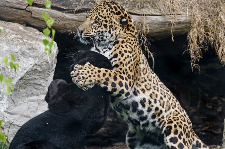 Jaguar Habitat