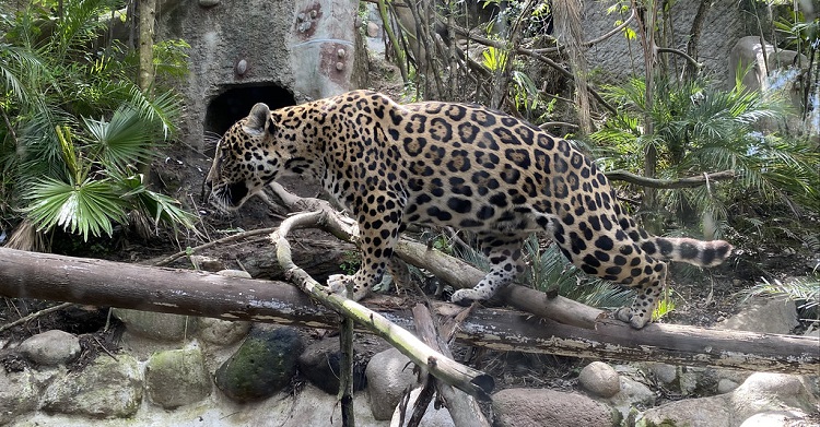 cat jaguar