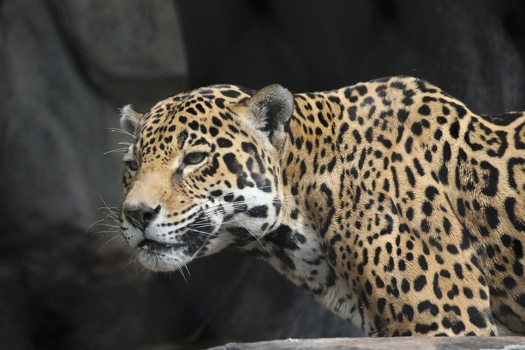 jaguar africa