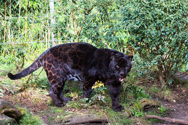 jaguars in the wild