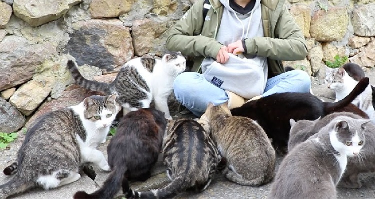 Amazing Statistics About How Many Cats Are In The World
