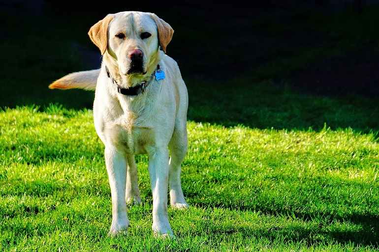 cost of a labrador