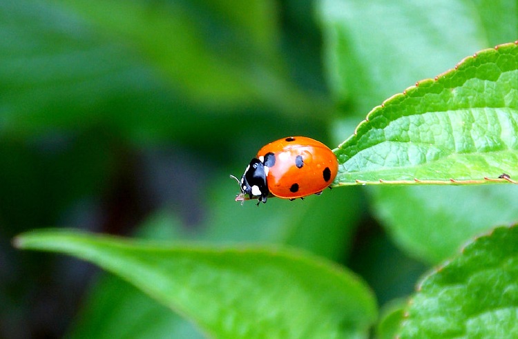 Ladybugs Facts, Types, Lifespan, Classification, Habitat, Pictures