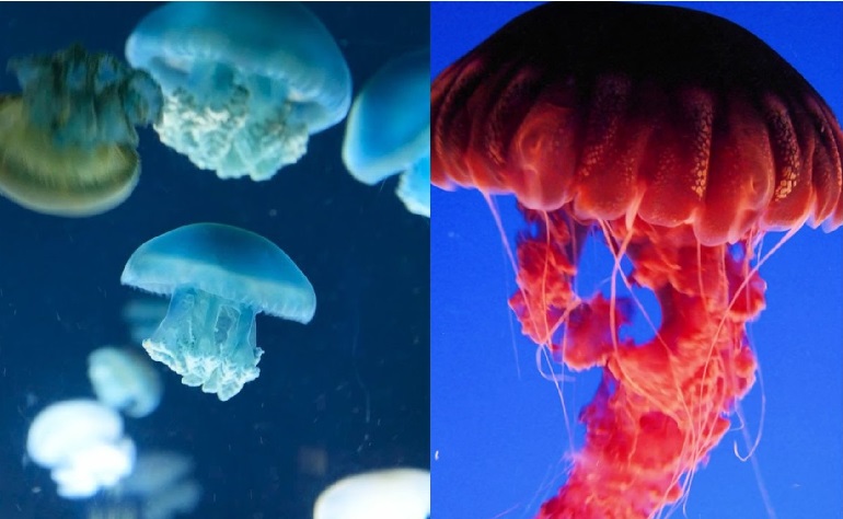 how many jellyfish are in the world
