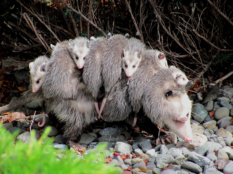 lifespan of a possum
