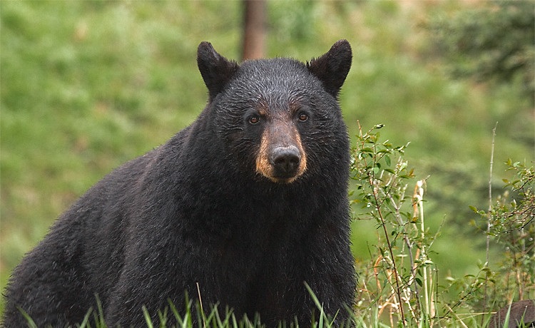 are black bears carnivores
