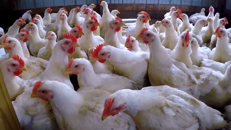 The Life of a Chicken in a Factory Farm