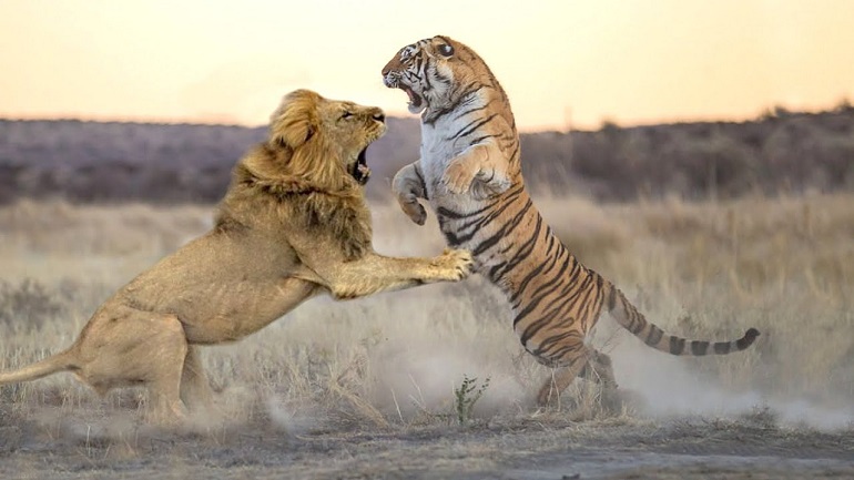 lion vs tiger