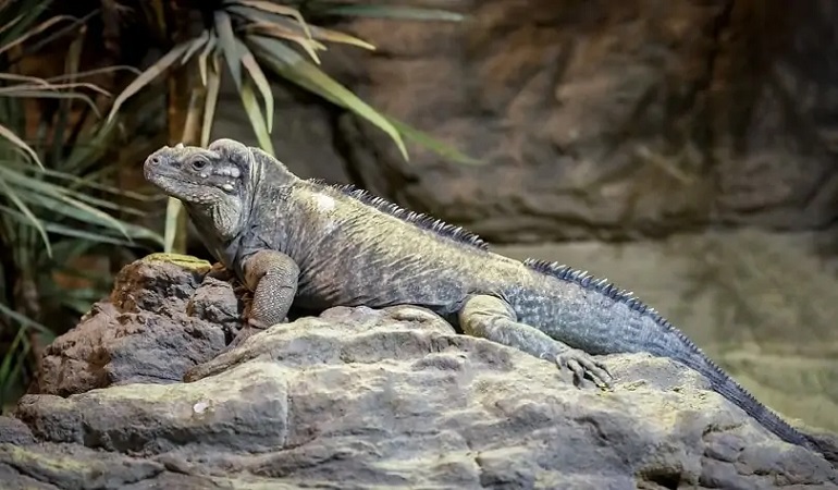 red iguana care