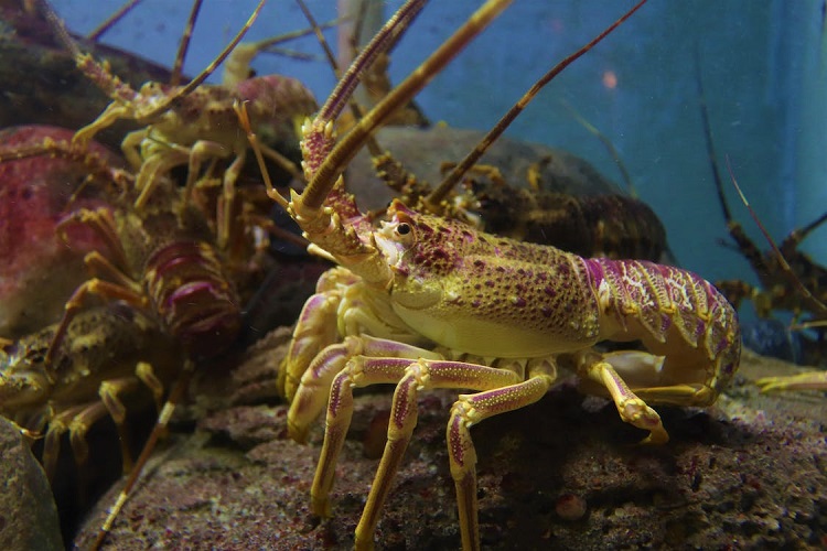 lobster body parts