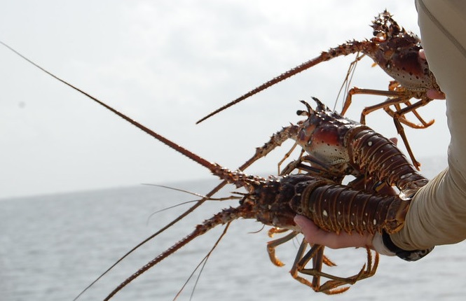 7 Things You May Not Know About Lobsters and Their History