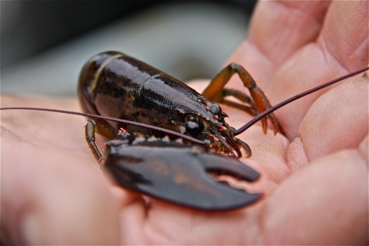 The Gulf of Maine is simmering, but its lobsters seem fine — for now - The  Washington Post