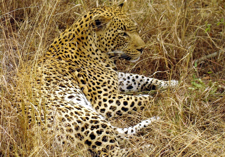 african leopard