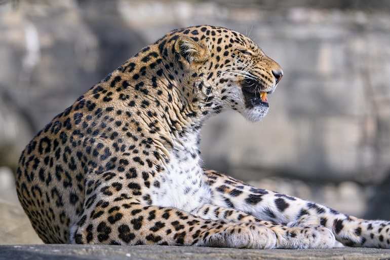 leopard species