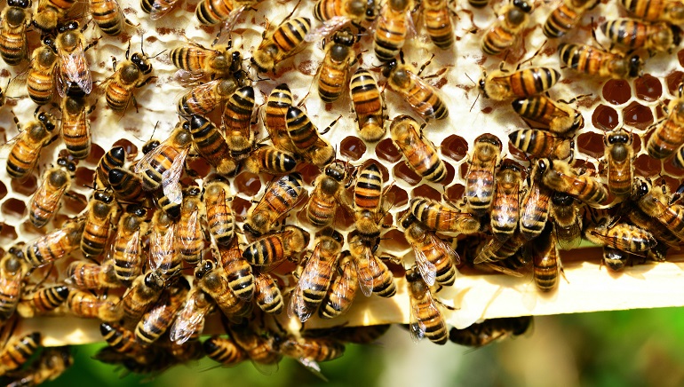 are all bees female
