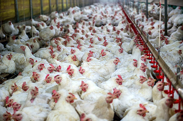 How Many Chickens Are In The World? Facts From The Frontline