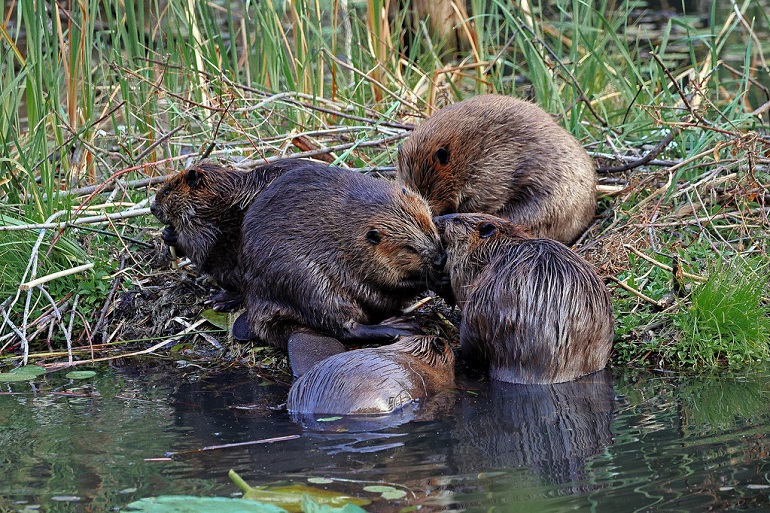 what do beavers live in
