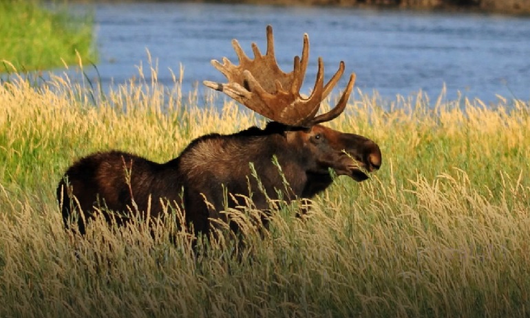 moose ilifespan
