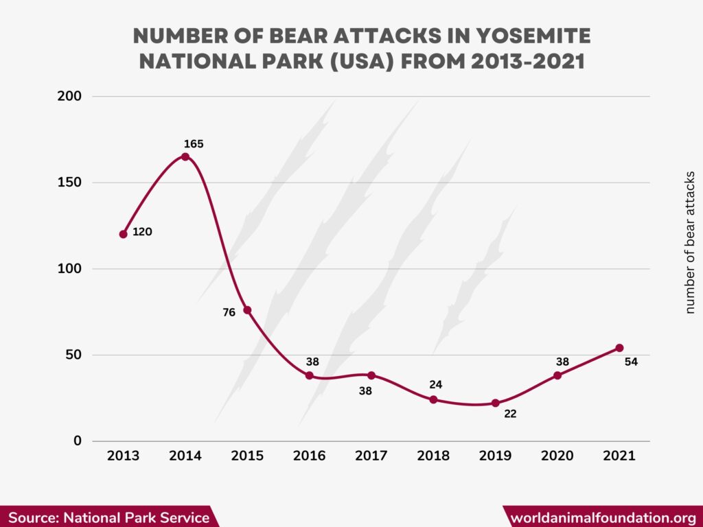 Bear Attacks Statistics 2024 Global Injuries & Fatalities