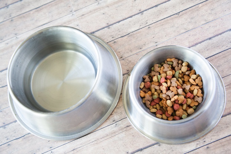 Top Pet Food Manufacturers and Companies in the World