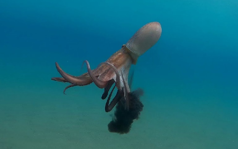 octopus gills
