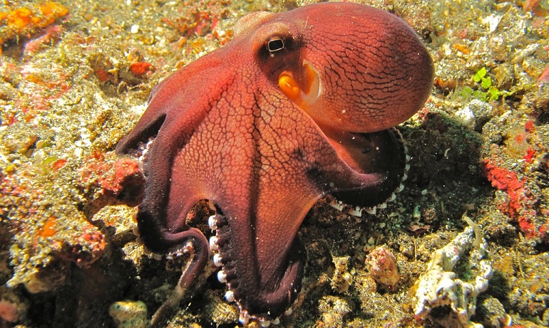 lifescycle of octopus
