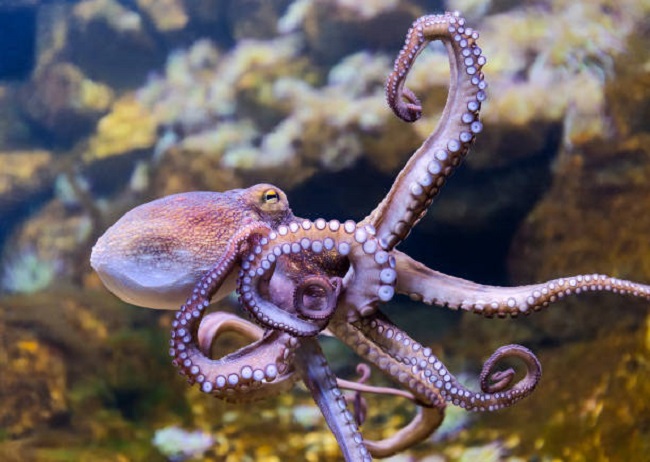 octopus characteristics
