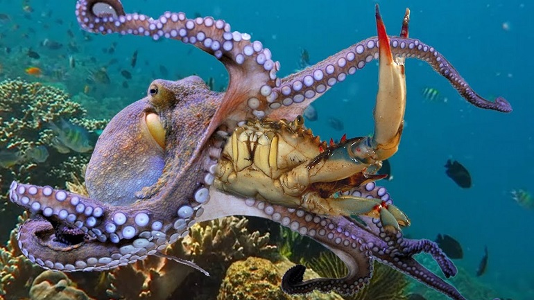 octopus prey
