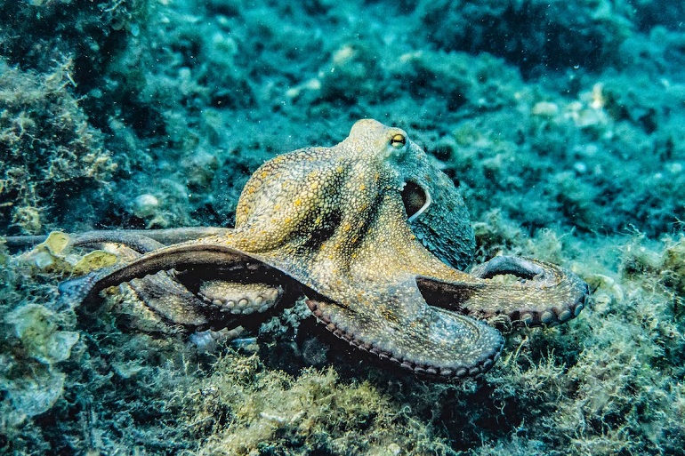 octopus shape
