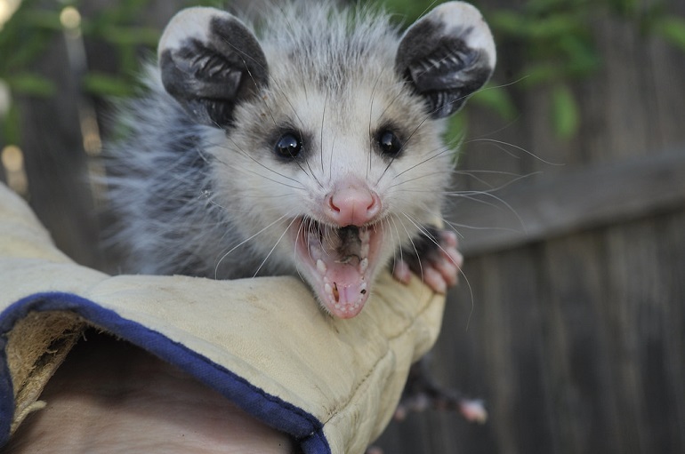 is an opossum a rodent
