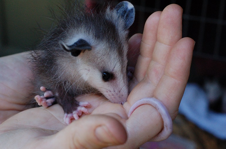 opposum  pet