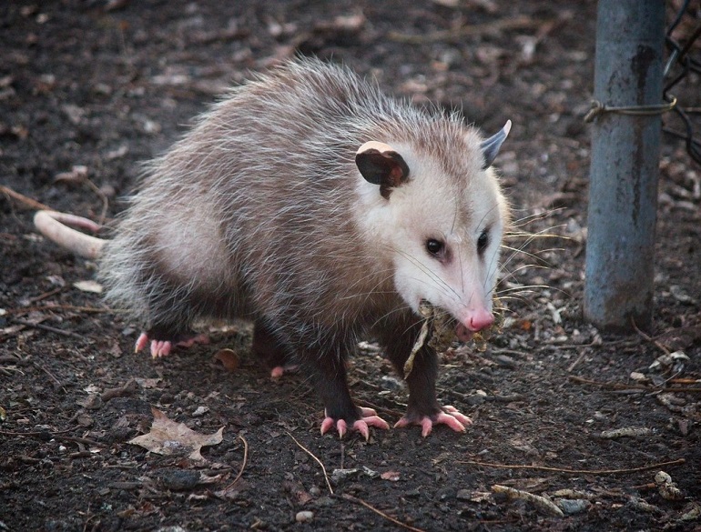 possum diet
