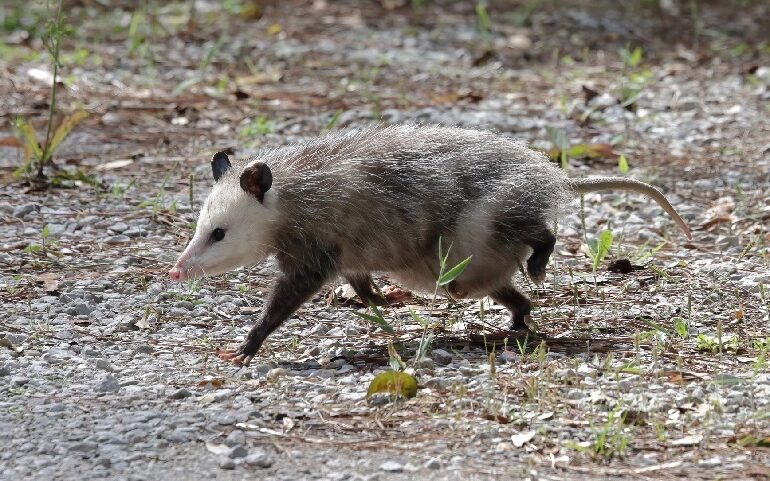 an opossum
