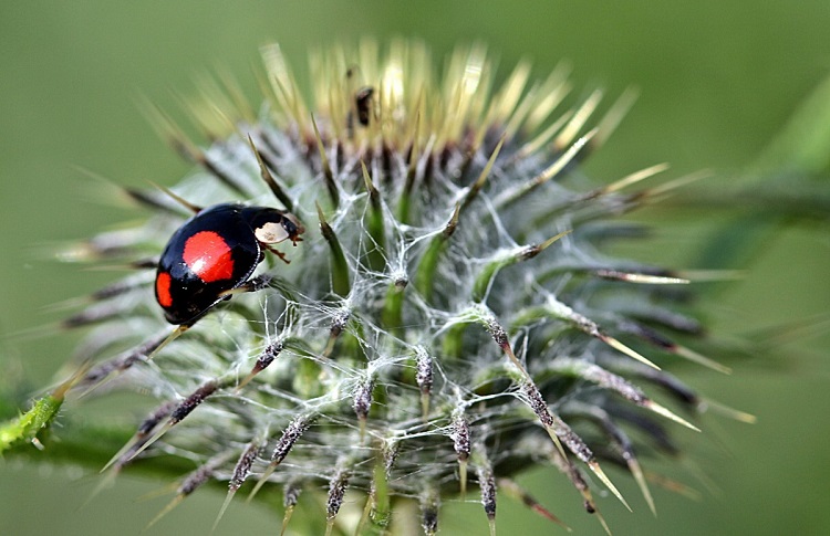 what is a ladybug