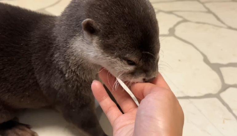 can you own otters as pets
