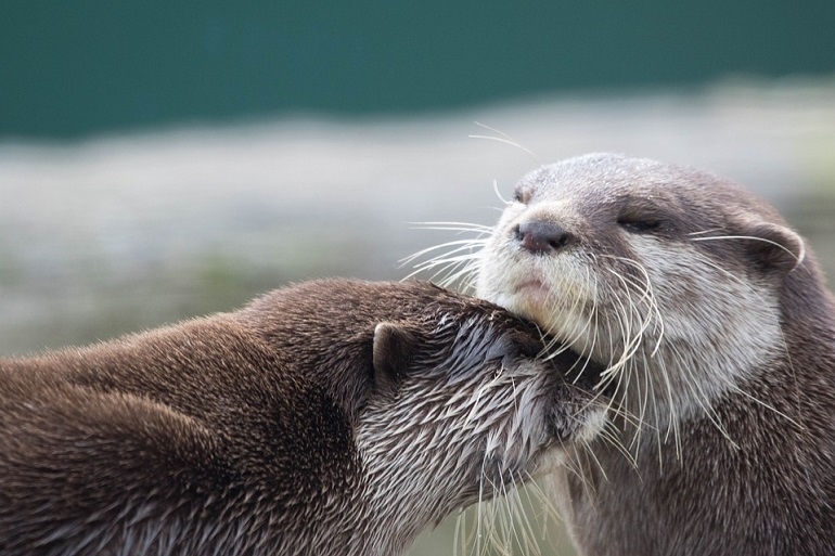 can you have otters as pets
