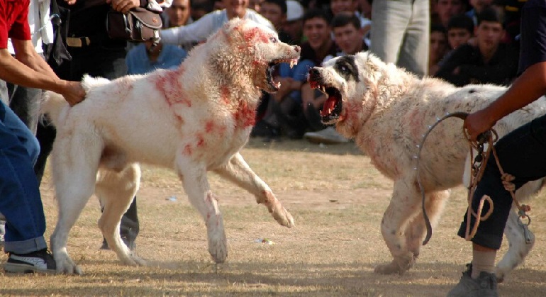 dog fighting statistics