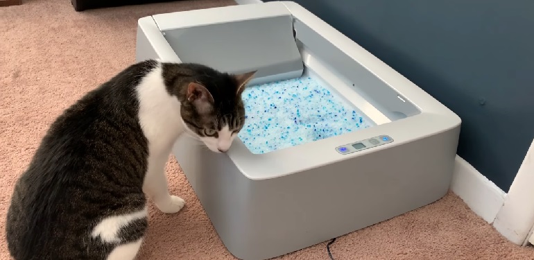 Petsafe cat outlet litter box review