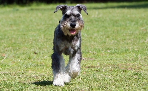 Parti Schnauzer Dog Breed - Small Dogs Big Personalities!