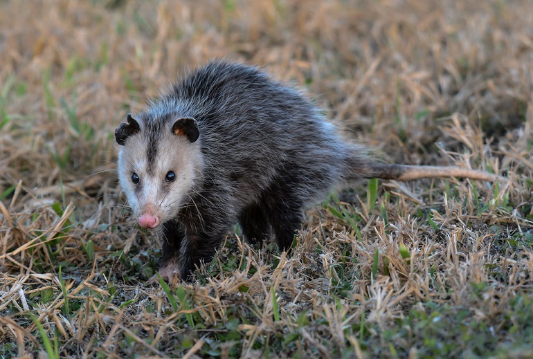 what is a possum
