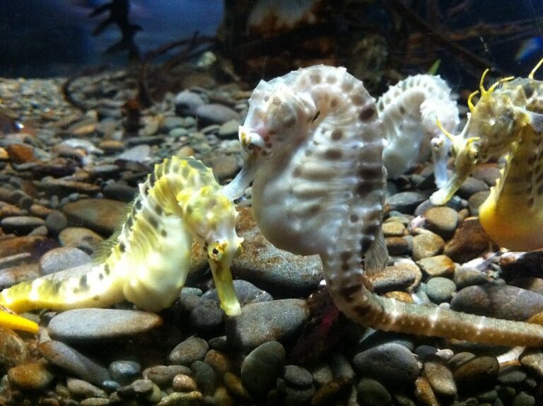 do seahorses have scales
